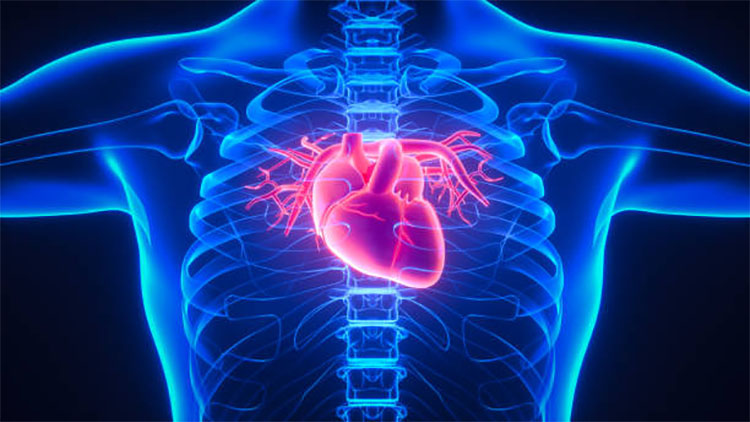 心血管系統影響